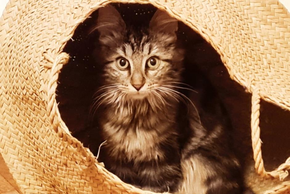 Solution de recherche de chats perdus et chats trouvés